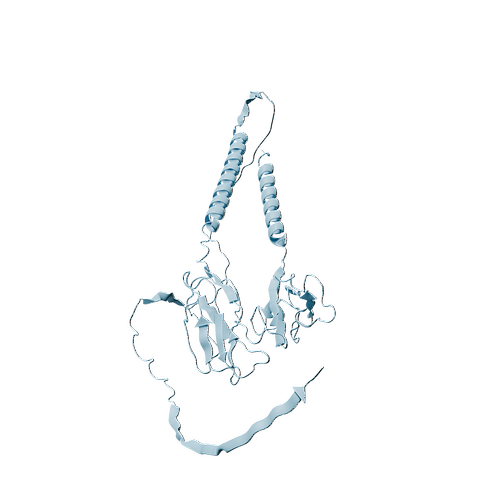 Mouse CD32b (C-6His, HEK293)